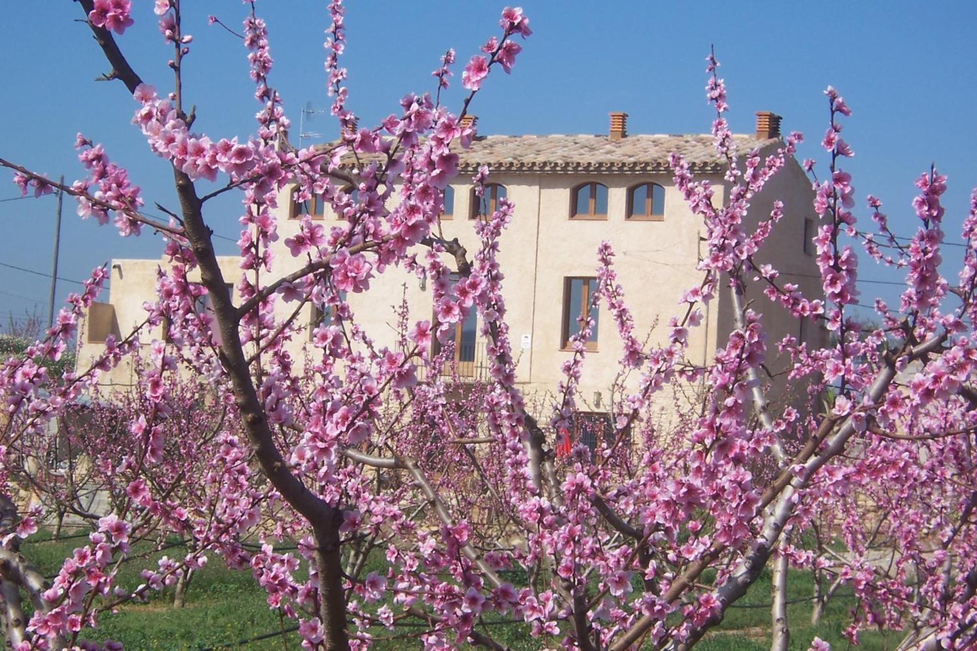 Mas Taniet Hotel Rural Benissanet Kültér fotó