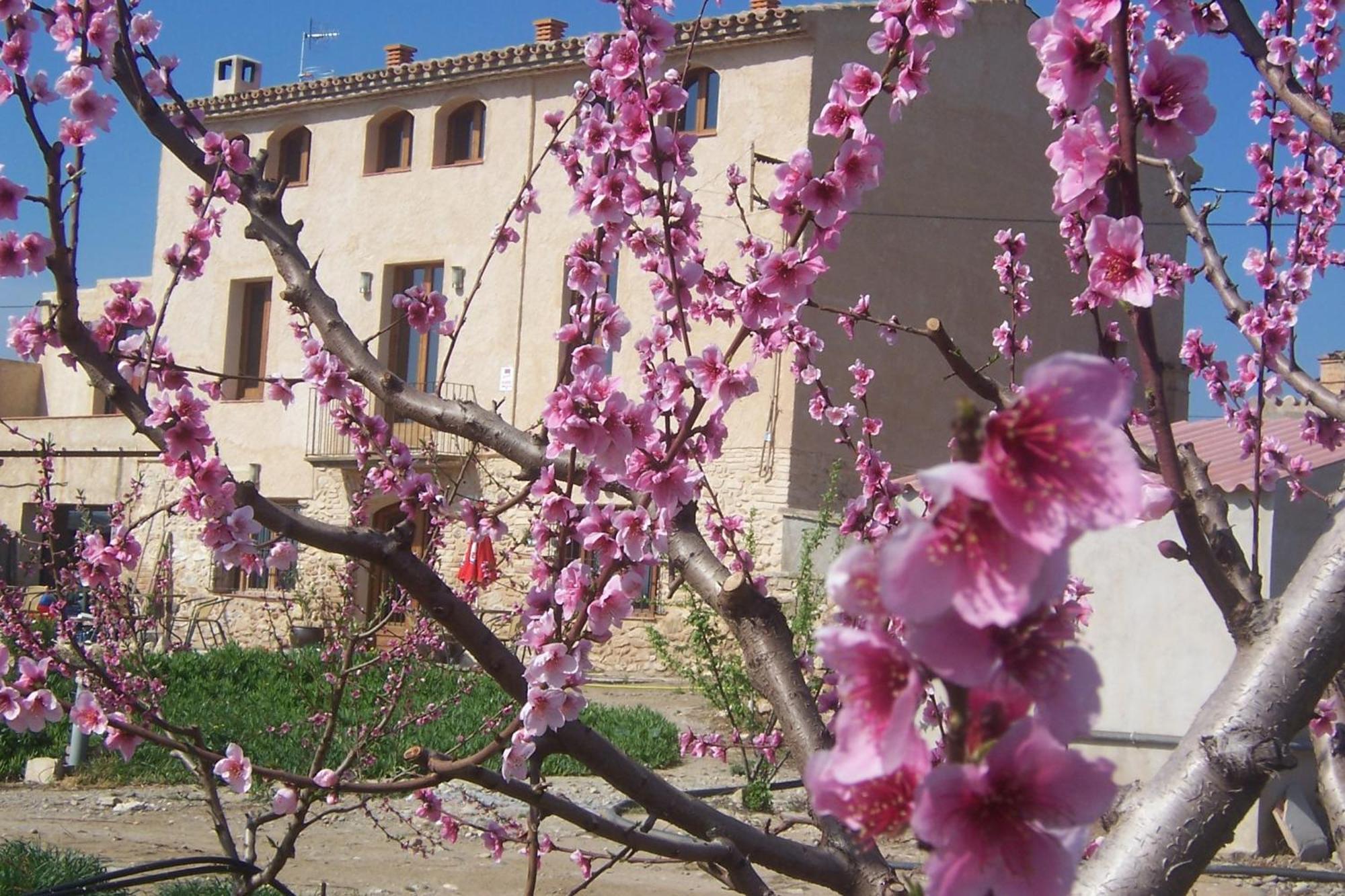 Mas Taniet Hotel Rural Benissanet Kültér fotó